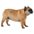 Fransk Bulldog med Trixie Mundkurv til Kortsnudede Hunde