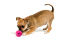 hunde leger med Dog Comets Ball Stardust - M