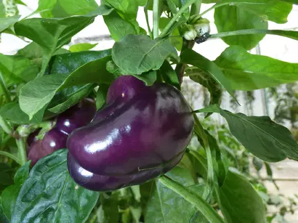 Peberfrugt, Purple Bell frø