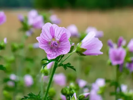 Dyrk selv spiselige blomster og urter