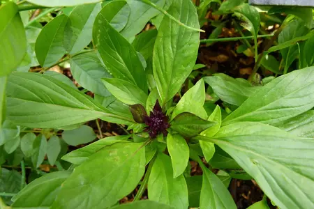 frø til Basilikum Thai