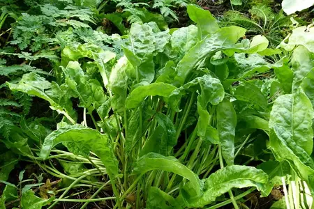 Frø til almindelig syre