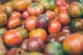 Tomat-kit til friland eller drivhus