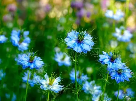 Jomfru i det grønne