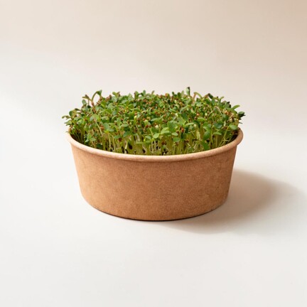 Alfalfa-mikrogrønt dyrket i bøtte på neutral baggrund