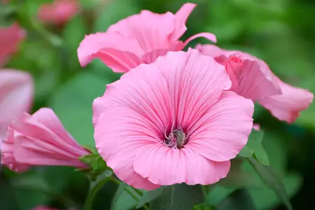 Lilla spiselige blomster