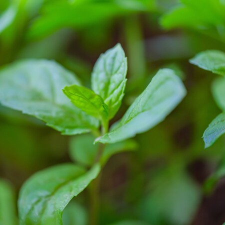 Vores saltsæbe med pebermynte og krusemynte (spearmint) er frisk og opkvikkende. Pebermynten er frisk, skarp og kølende, hvorimod krusemynten har en blødere og mere mild duft. Vi synes, at de komplimenterer hinanden perfekt.