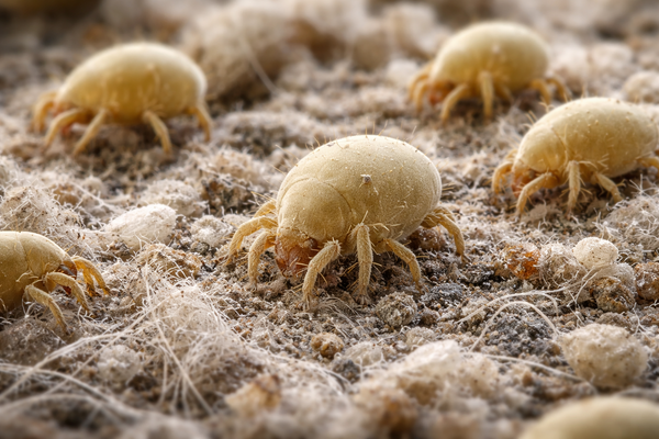 Op til 2 mill husstøvmider i din seng