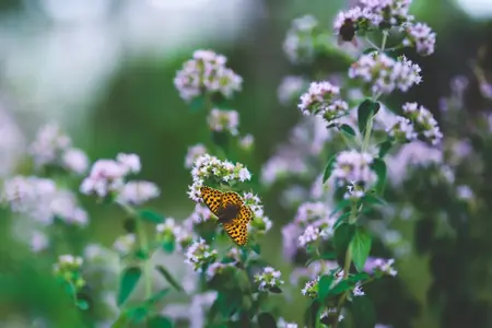 Oregano frø - krydderurter
