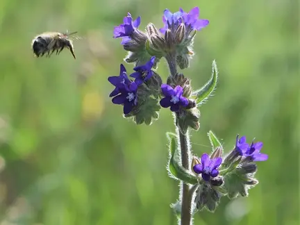 Frø til Læge oksetunge