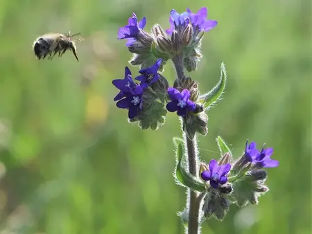 Frø til Læge oksetunge