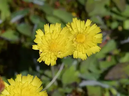 Håret Høgeurt frø