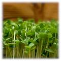Nærbillede af rucola mikrogrønt med friske grønne blade