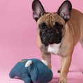 fransk bulldog, legetøj til små hunde, havaton hund