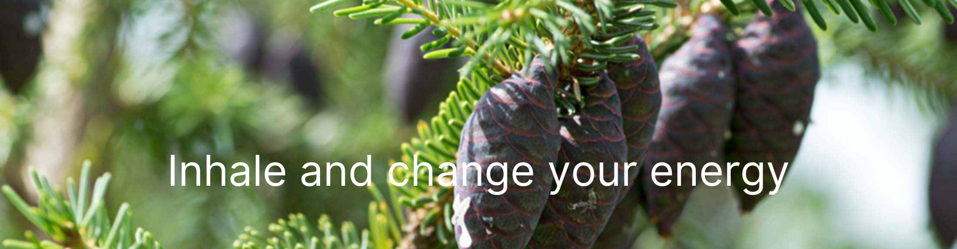 Black Spruce æterisk olie. Sort Gran. Økologisk