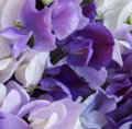 Purple Rain ærteblomst frø