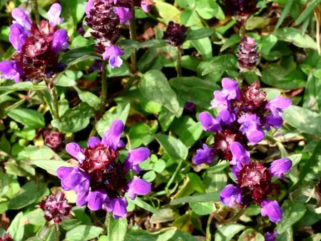 Almindelig brunelle, hjemmehørende