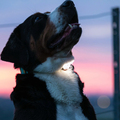 hunde med Max & Molly Matrix ultra LED lygte