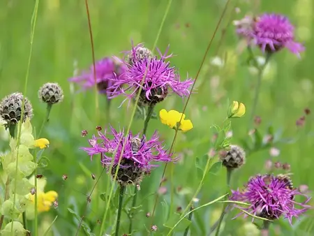 Frø til Stor Knopurt