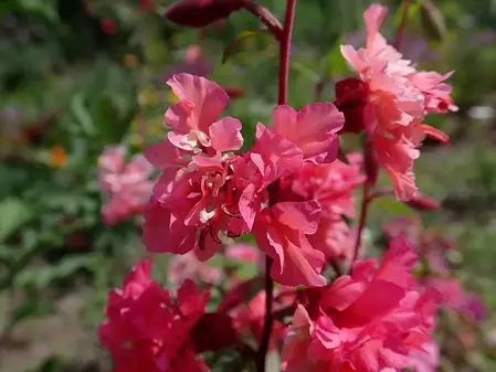 Mølleblomst flerfarvede