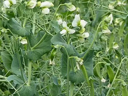 Kæmpeærter, Marktveroveraar