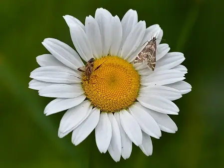 Frøblanding hjemmehørende
