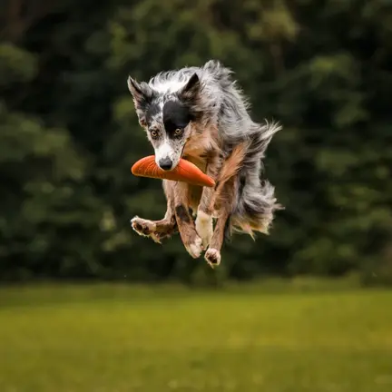 Non-stop Dogwear Dog Flying Disc brugt som frisbee til hund under aktiv leg