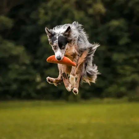 Non-stop Dogwear Dog Flying Disc brugt som frisbee til hund under aktiv leg