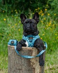 bedst i test hundesele, engelsk bulldog