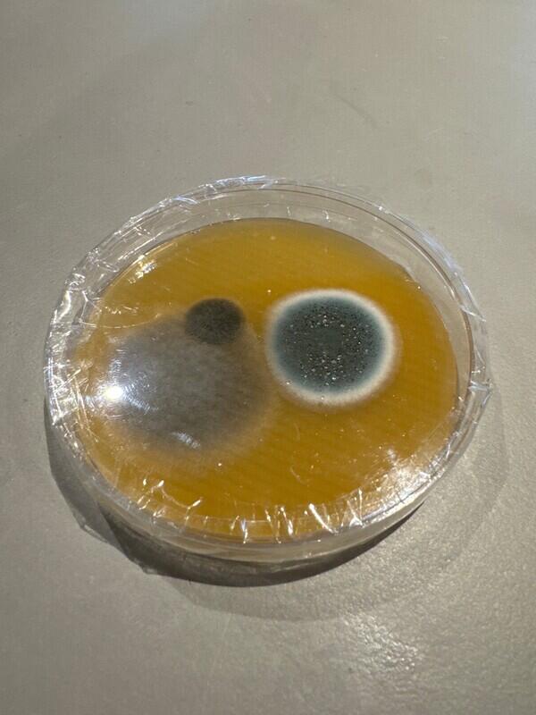 Billede viser en skimmelsvamp luft test med 3 kolonier