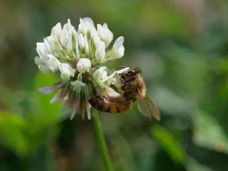 Hvidkløver bivenlig blomst