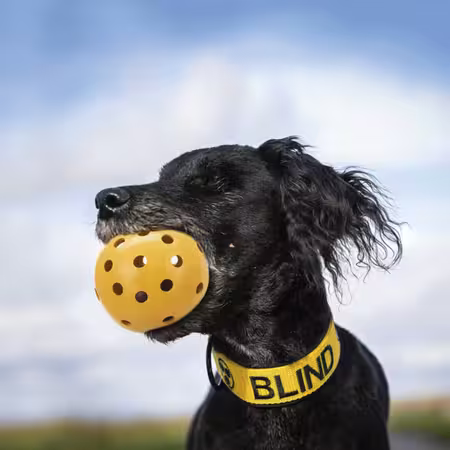 Billede af blind hund med Trixie Holey bold i munden