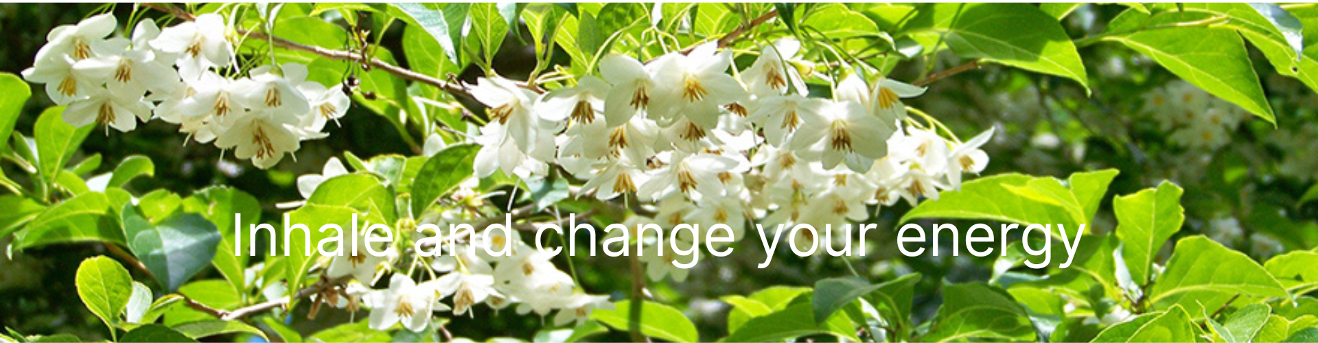 Merian æterisk olie hos Aromaliv