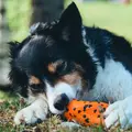 Hund bruger Non-stop Dogwear Dog Throw Toy til aktivering og leg under opsyn