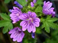 Frøkasse med spiselige blomster - Katost