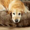 Scruffs Alpine hundeseng