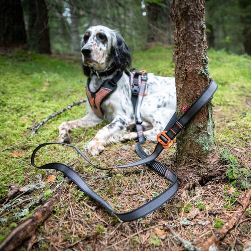 Hund i en Touring Bungee Adjustable Leash bundet til et træ