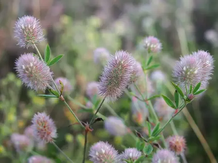 Harekløver - hjemmehørende - frø