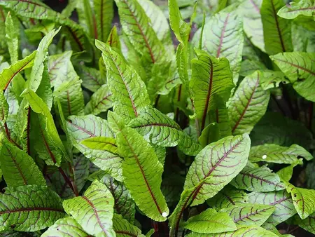 Rødbladet syre frø