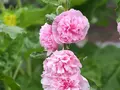 Kasse med frø til spiselige blomster
