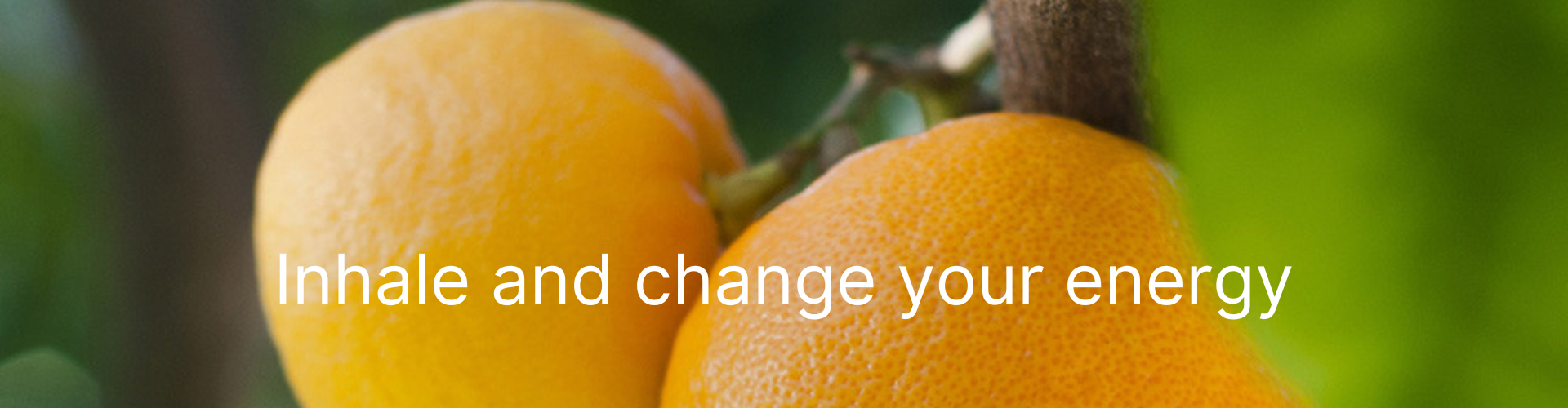 Petitgrain æterisk olie i. Økologisk. Køb hos Aromaliv.dk