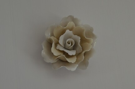 porcelænsrose, rose