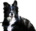 Easy Leader Black Snudesele