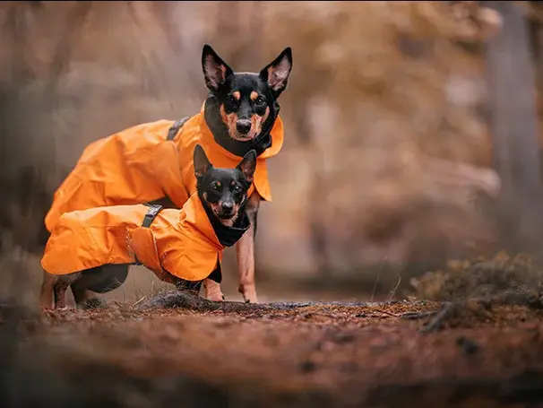 to små hunde med orange regnjakker