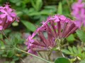 Knippe Limurt - en bivenlig blomst