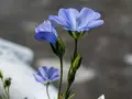 Blå hør spinkel blomst