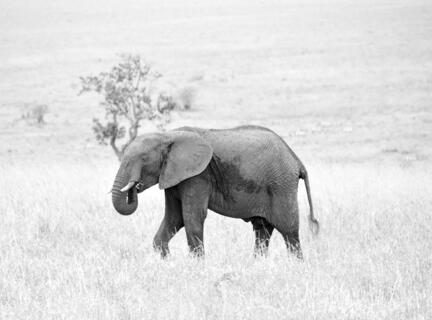 elefant kenya savanne masai mara b/w s/h