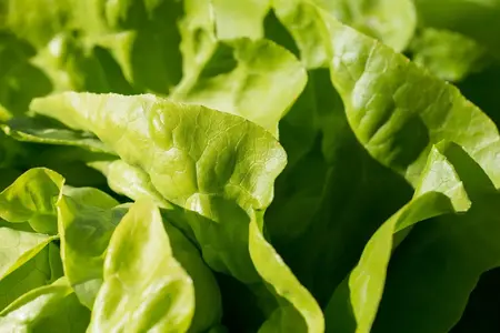 Hovedsalat