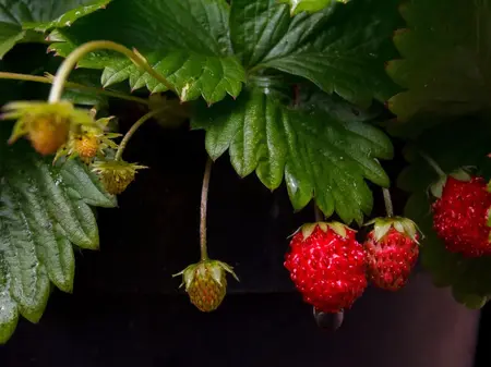 Frø til Skovjordbær, Regina. De bedste skovjordbær.