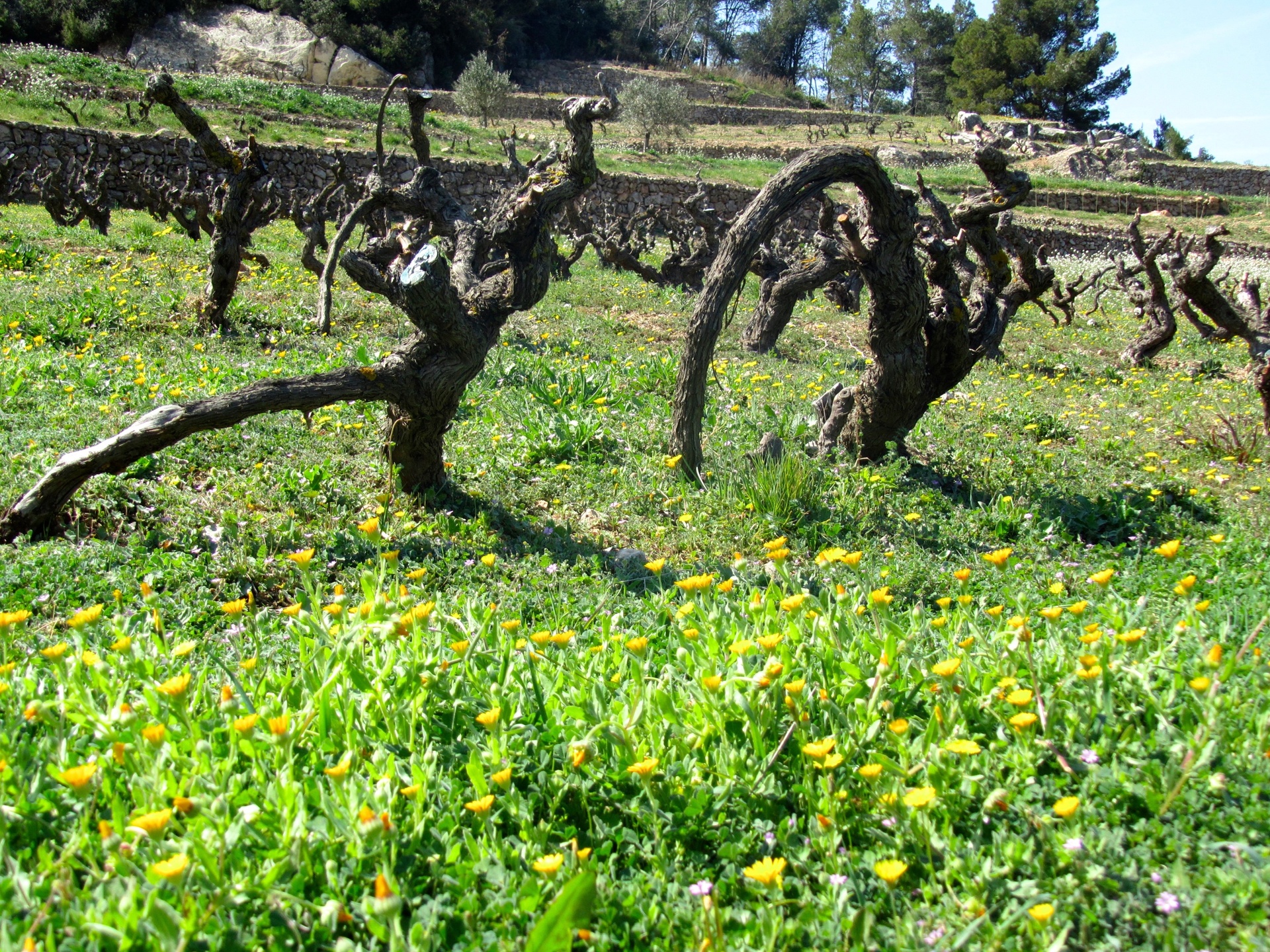 Mark i Montsant med gamle vinstokke og grøn vegetation. I forgrunden står 2 vinstokke og i baggrunden ses flere vinstokke samt terrasser med vinstokke.